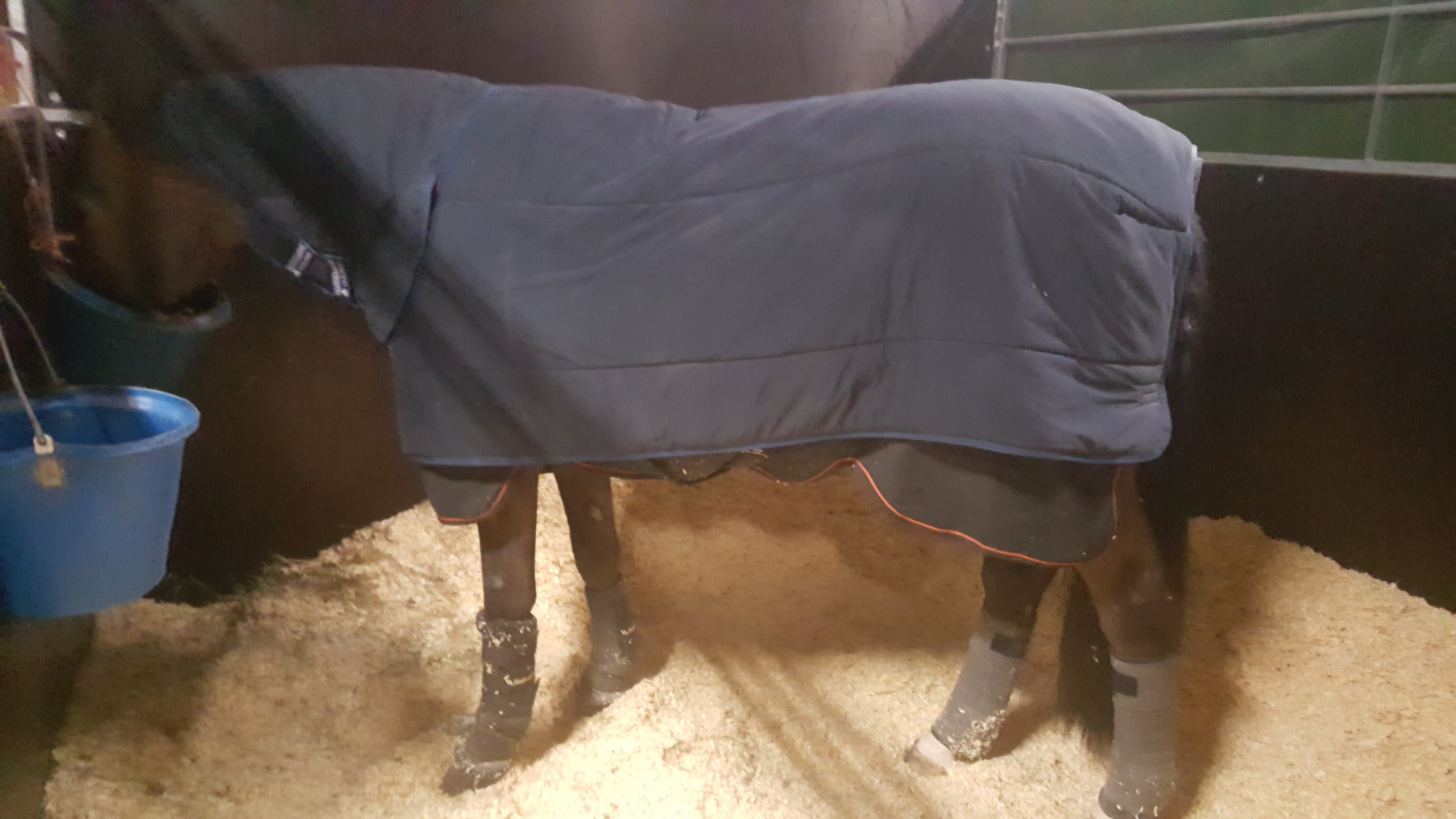 Entretient cheval
